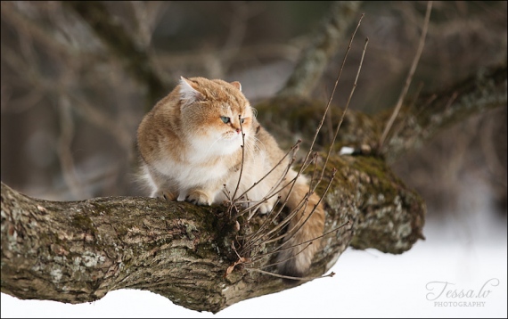 Corrado from Golden Neko cattery