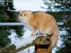 Golden Neko Cattery Tomcat:)