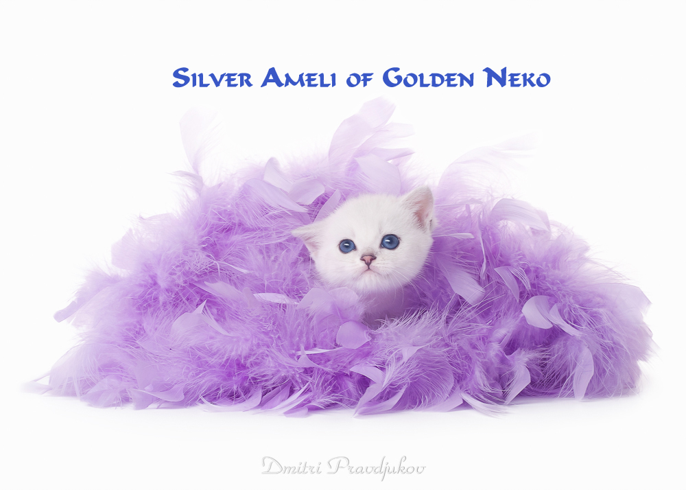 Silver Ameli of Golden Neko