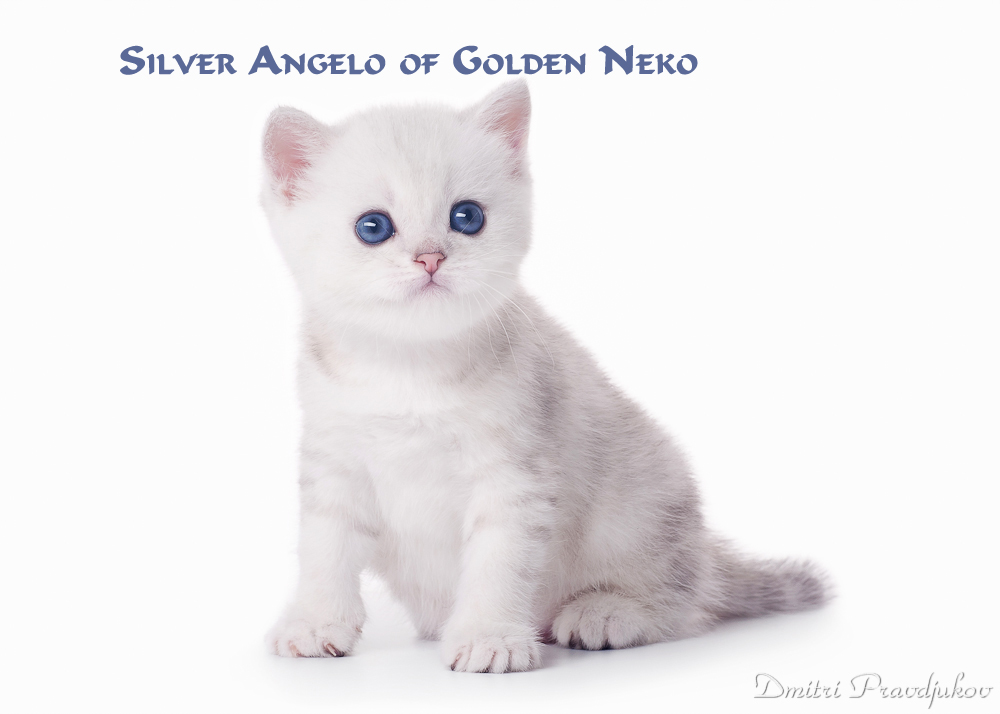 Silver Angelo of Golden Neko