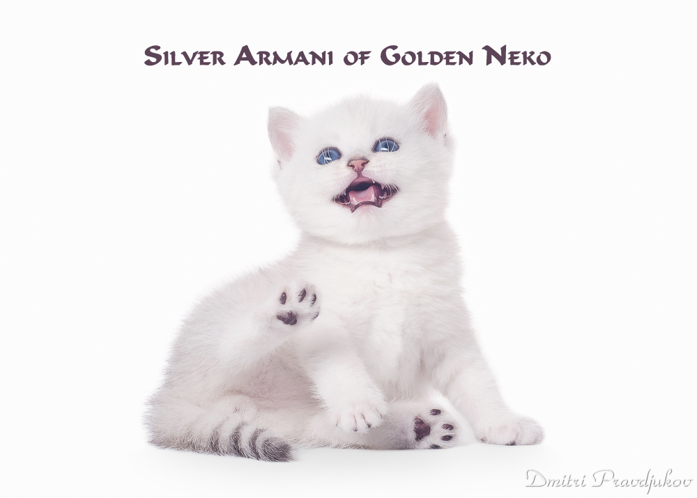 Silver Armani of Golden Neko