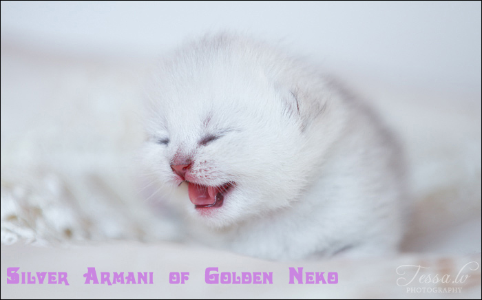Silver Armani of Golden Neko (LITTER A: 30.07.2012)