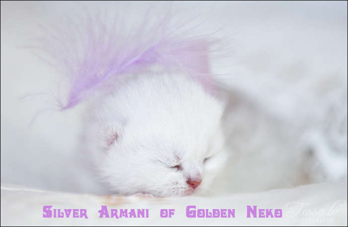 Silver Armani of Golden Neko (LITTER A: 30.07.2012)