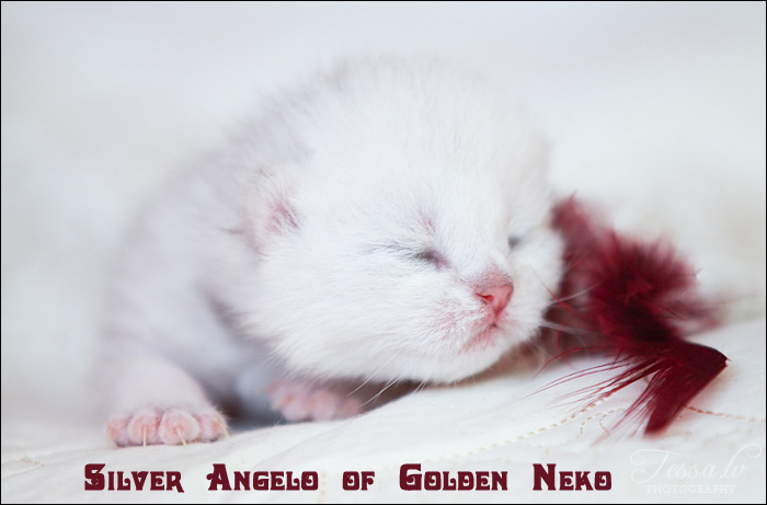 Silver Angelo of Golden Neko ( Litter A - 30.07.2012)