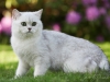 Silver Armani of Golden Neko