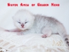 Silver Ameli of Golden Neko ( Litter A - 30.07.2012)