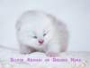 Silver Armani of Golden Neko (LITTER A: 30.07.2012)