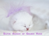 Silver Armani of Golden Neko (LITTER A: 30.07.2012)