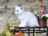 Silver Armani of Golden Neko ( Litter A - 30.07.2012)