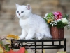 Silver Armani of Golden Neko ( Litter A - 30.07.2012)