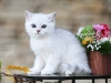 Silver Armani of Golden Neko ( Litter A - 30.07.2012)