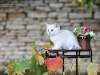 Silver Armani of Golden Neko ( Litter A - 30.07.2012)