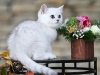 Silver Armani of Golden Neko ( Litter A - 30.07.2012)