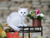 Silver Armani of Golden Neko ( Litter A - 30.07.2012)