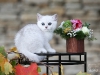 Silver Armani of Golden Neko ( Litter A - 30.07.2012)