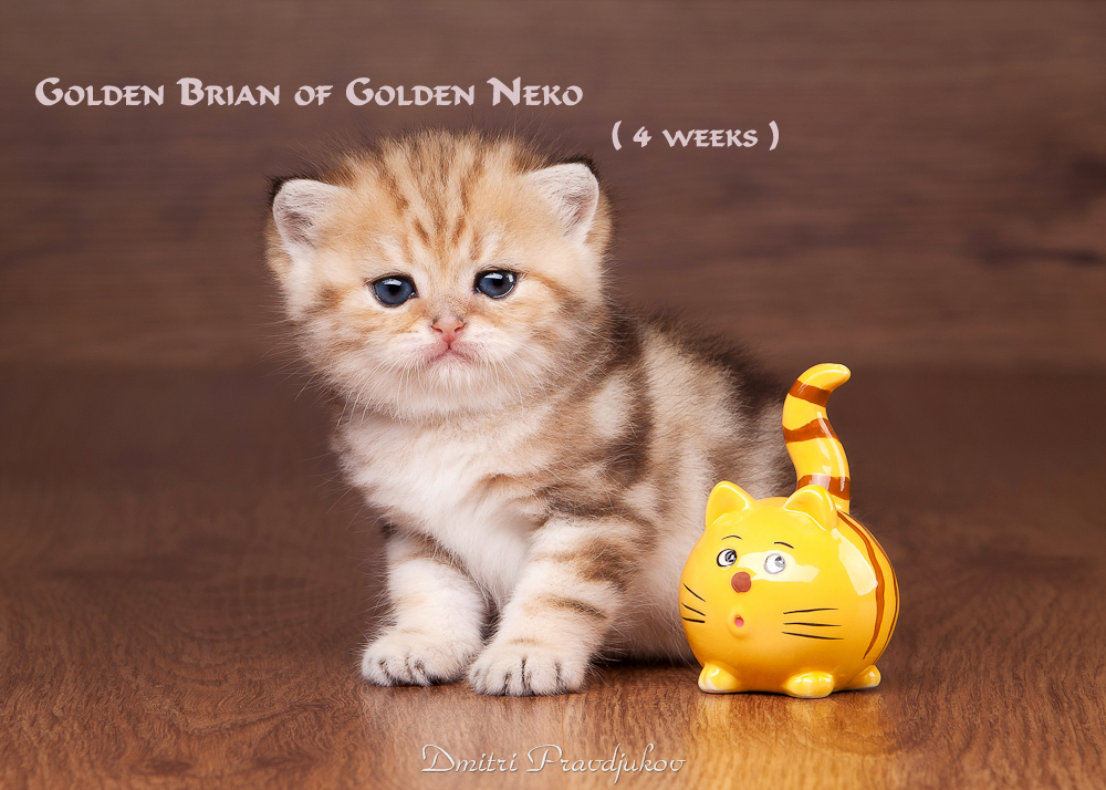 Golden Brian of Golden Neko