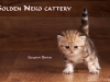Golden Brian of Golden Neko