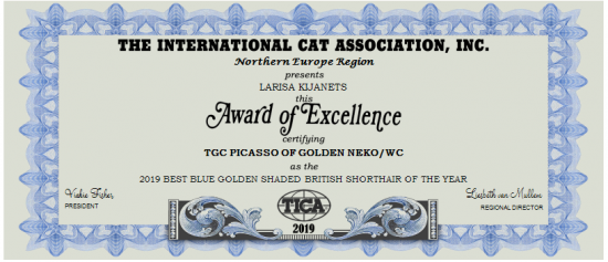 2019-BEST-BLUE-GOLDEN-SHADED-BRITISH-SHORTHAIR-OF-THE-YEAR-1