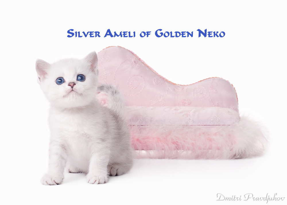 Silver Ameli of Golden Neko