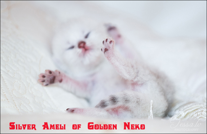 Silver Ameli of Golden Neko ( Litter A - 30.07.2012)