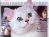 silver-ameli-of-golden-neko-moj-drug-koshka-2013-2