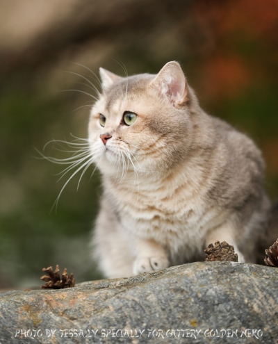 Blue Golden Shaded Ticked ESMARALDUS STANIS kittens and adults