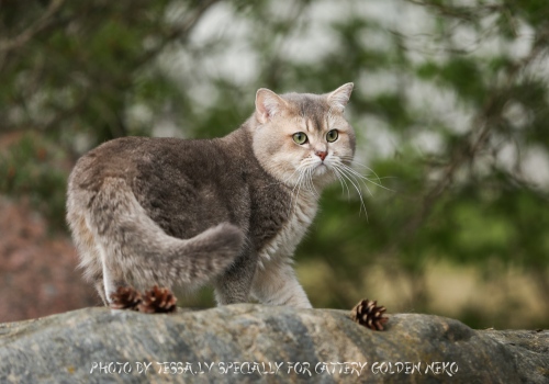 Blue Golden Shaded Ticked ESMARALDUS STANIS kittens and adults