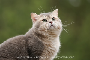 Blue Golden Shaded Ticked ESMARALDUS STANIS kittens and adults