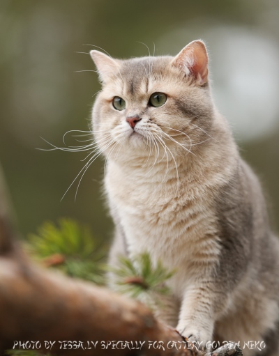 Blue Golden Shaded Ticked ESMARALDUS STANIS kittens and adults