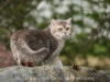 Blue Golden Shaded Ticked ESMARALDUS STANIS kittens and adults