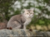 Blue Golden Shaded Ticked ESMARALDUS STANIS kittens and adults