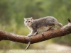 Blue Golden Shaded Ticked ESMARALDUS STANIS kittens and adults