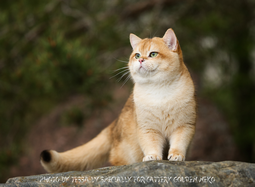 Golden Neko Cattery british shorthair 