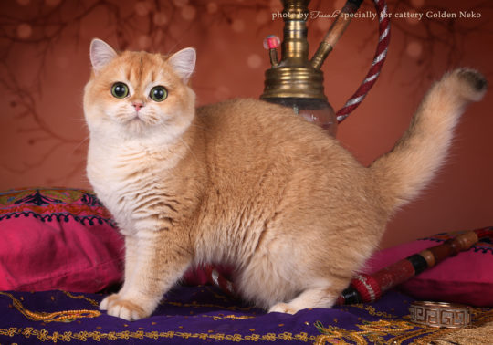 black golden british shorthair