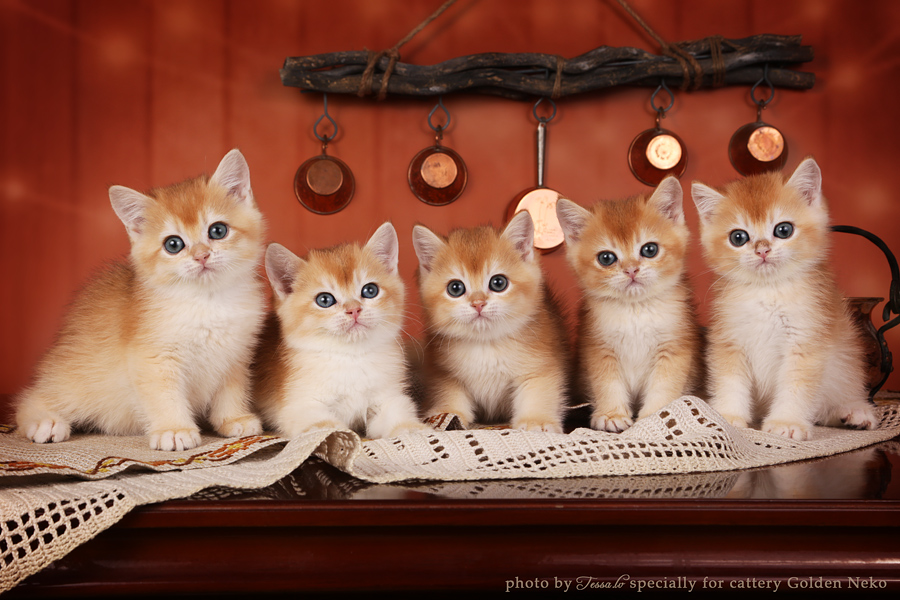 Golden Chinchilla Kittens Golden Neko Cattery
